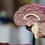 Nobody Is Left-Brained. The Man Who Won the Nobel for Split Brains Said So Himself. An anatomical model of a human brain
